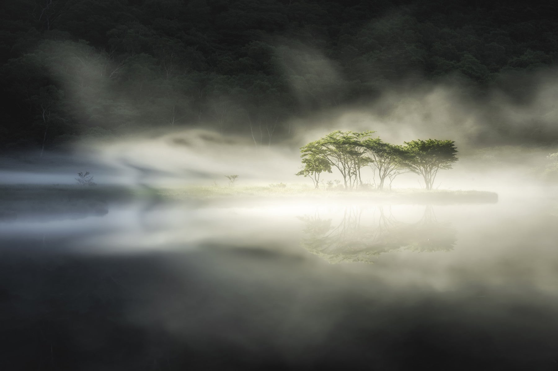Misty Lake Woodland Wall Mural - 2221958 in your room — zoomed