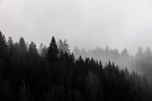 Fresque murale Canyon Woodland Haze - 2658144