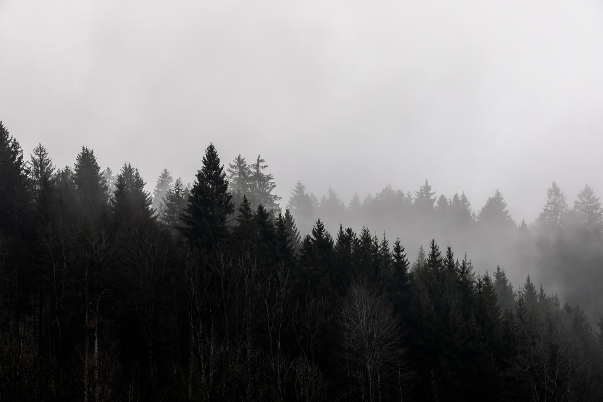 Canyon Woodland Haze Wall Mural - 2658144 in your room