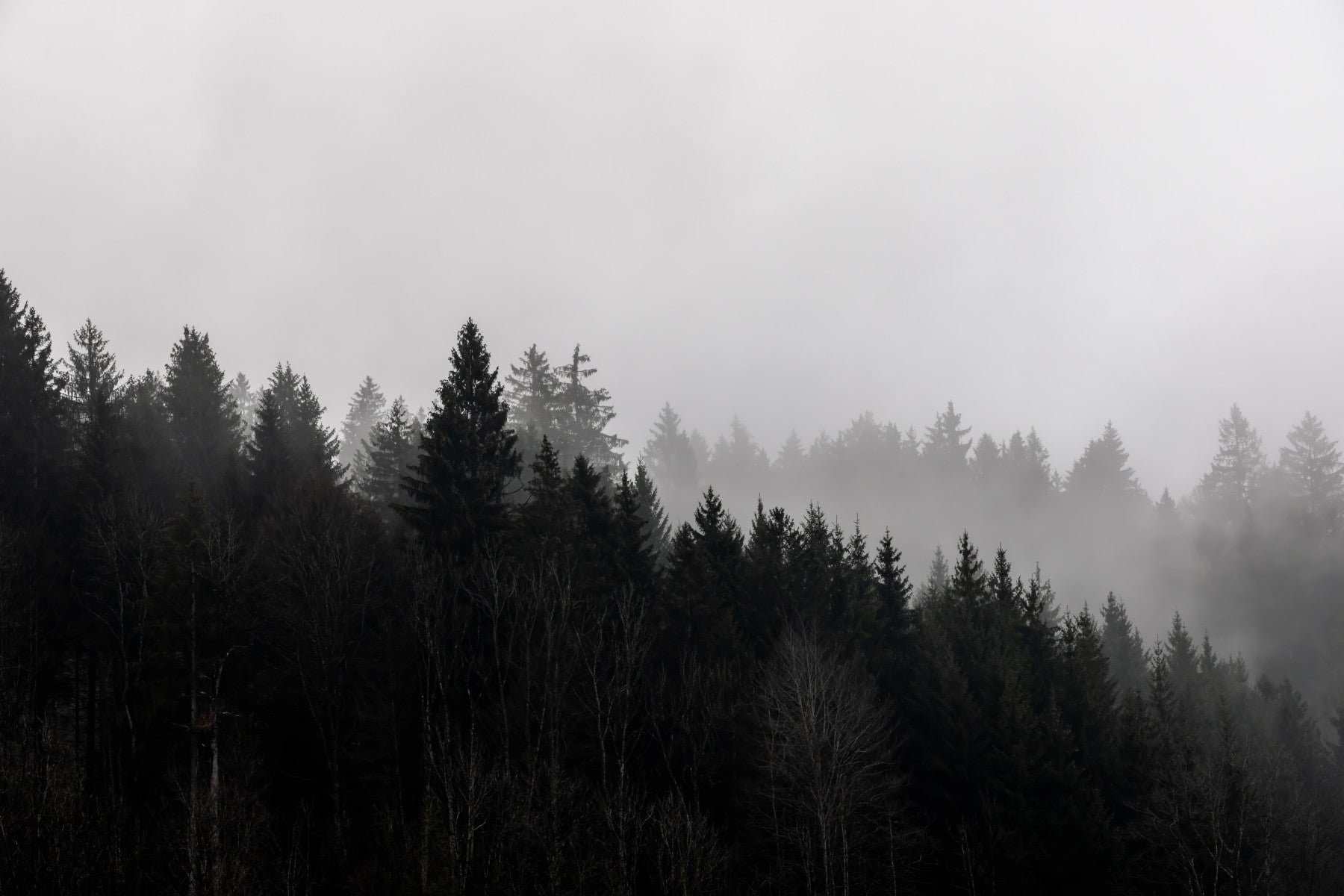 Canyon Woodland Haze Wall Mural - 2658144 in your room — zoomed