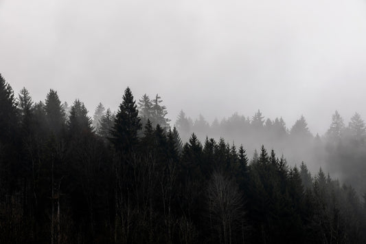 Canyon Woodland Haze Wall Mural - 2658144