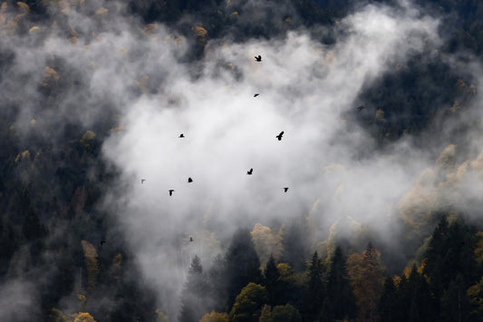 Fotomurale "Gruppo di animali nella nebbia" - 2658141