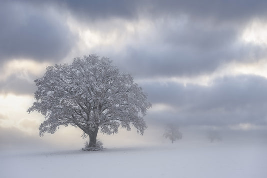 Mural de parede Frozen Woodland Solitaire - 2574652