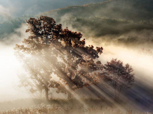 Fotomurale Sunbeam Woodland Glory - 2462051