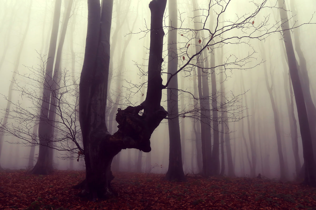 Gothic Woodland Forest Wall Mural - 2564922 in your room