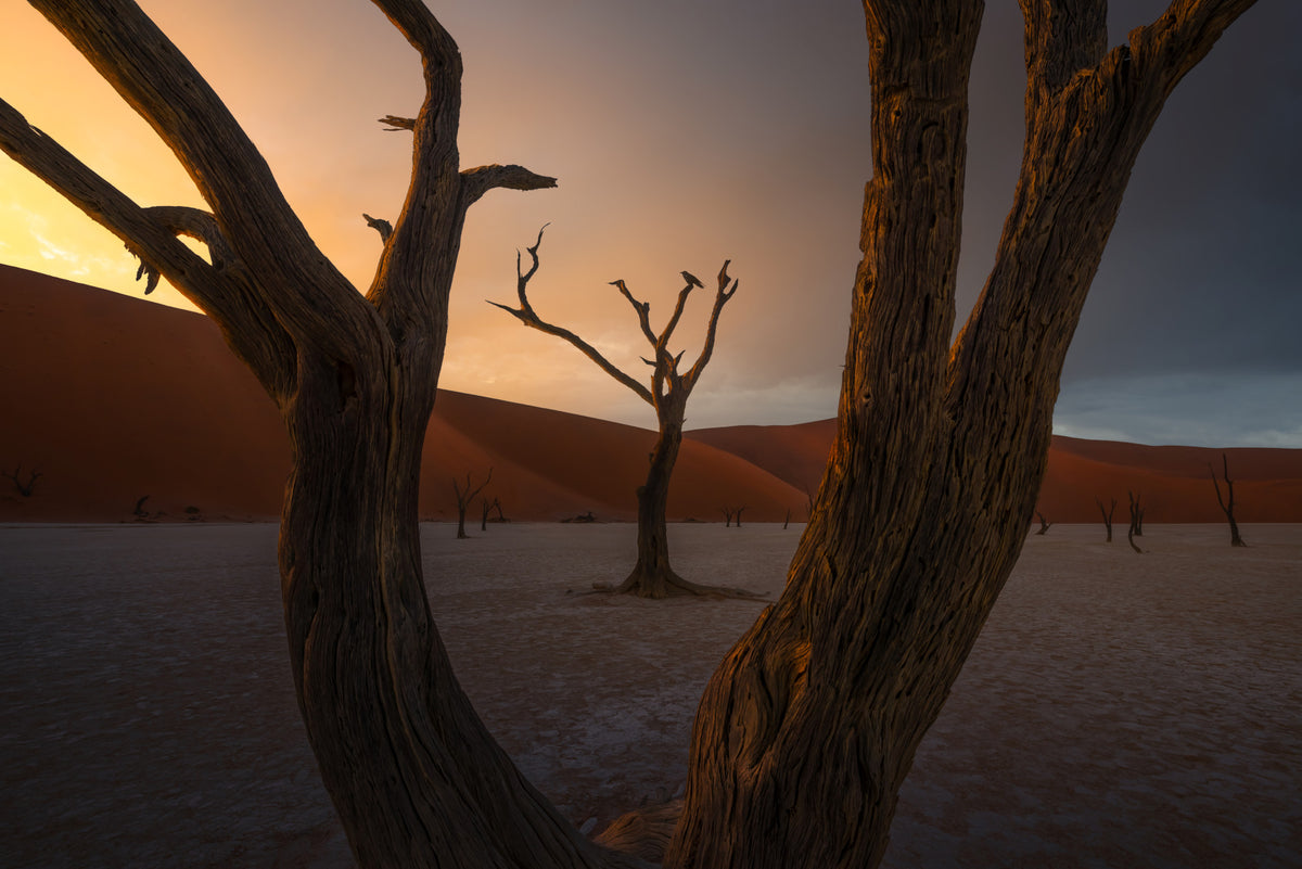 Arid Woodland Ghost Wall Mural - 2356785 in your room