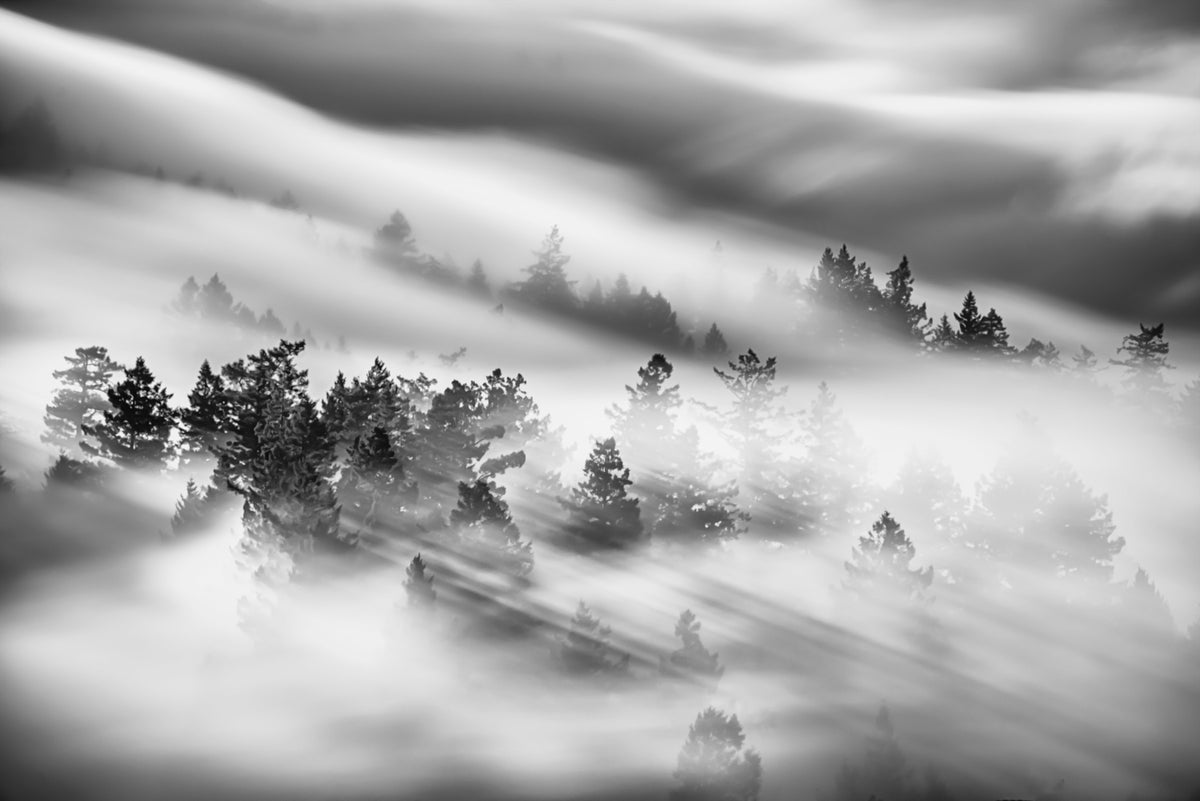 Fresque murale Woodland Mist Velocity - 2538724 in your room