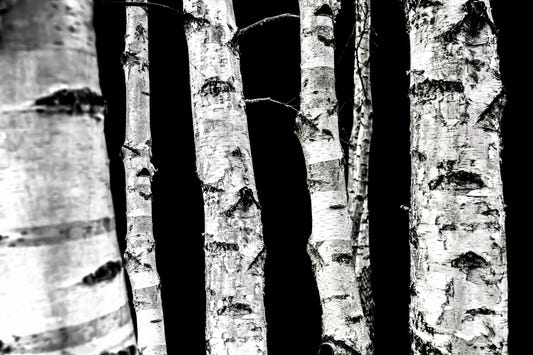Fresque murale monochrome en bois - 2658143