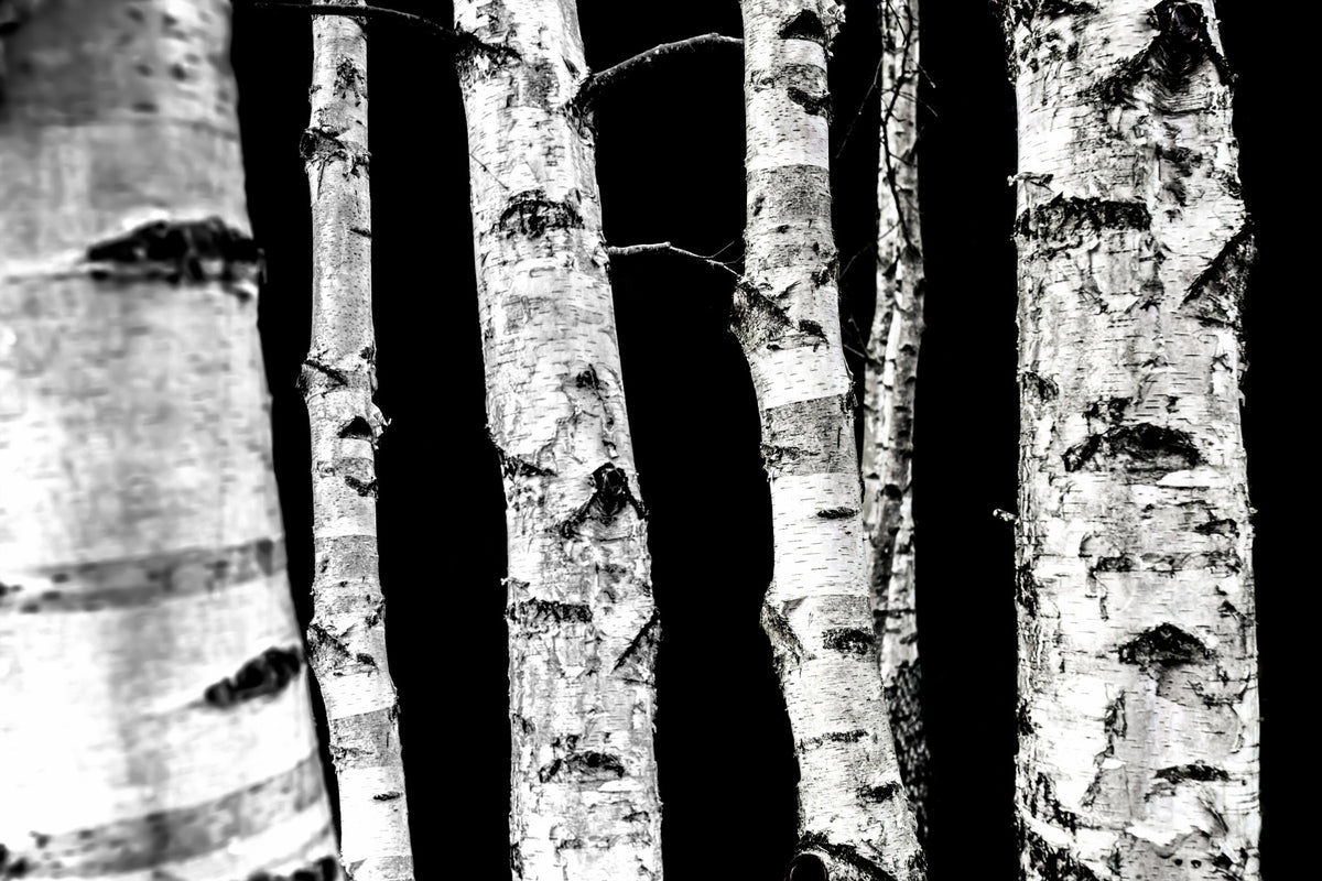 Fresque murale monochrome en bois - 2658143 in your room — zoomed