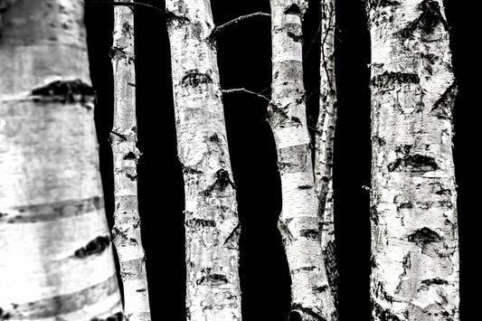 Fotomurale monocromatico Woods - 2658143