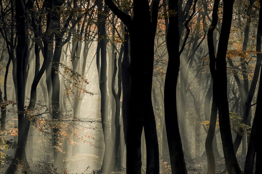 Fotomurale Mystic Woods - 2401991