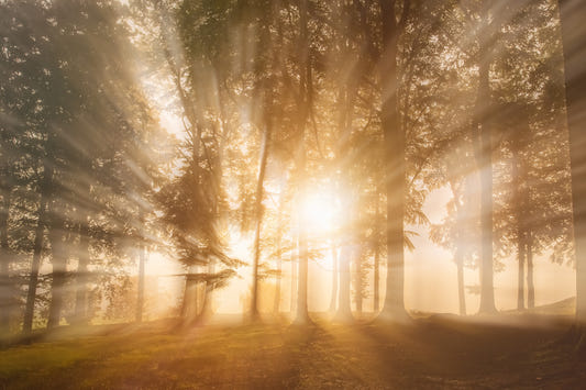 Raggi dorati attraverso gli alberi - Fotomurale - 2231289