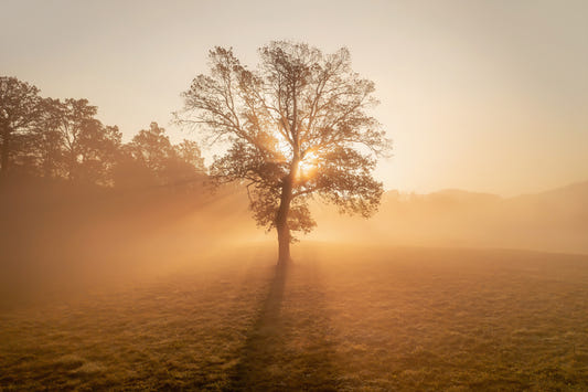 Fotomurale Albero Nebbia Dorata - 2263970