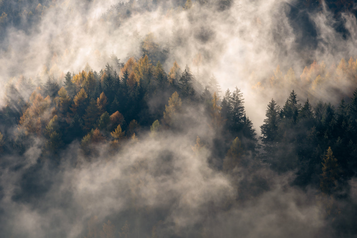Wandbild „Nebelwald der Ruhe“ – 2463916 in your room — zoomed