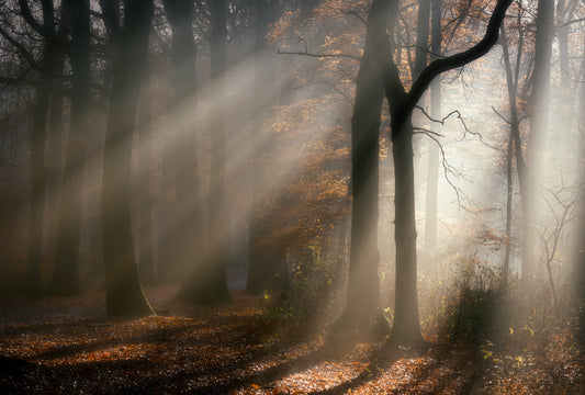 Wandbild „Goldener Nebel“ – 2159410