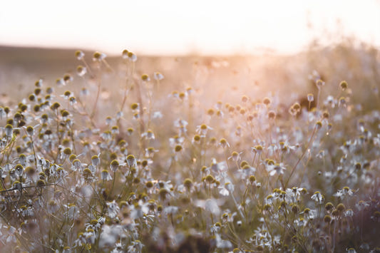 Vægmaleri med blomstermotiver og solnedgang - Engblomst - 2658148