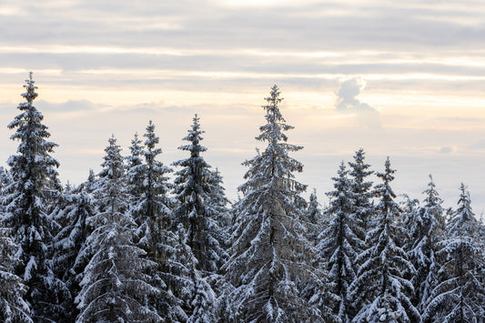 Wandbild „Winterliche Kiefernlandschaft“ – 2658233