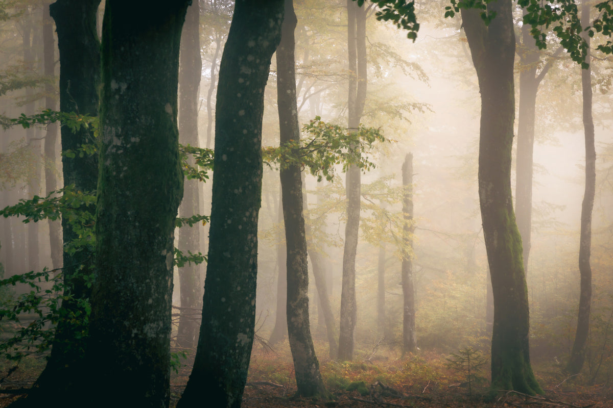 Wandbild „Tranquil Grove“ – 2364832 in your room