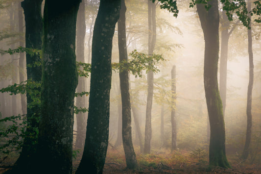Wandbild „Tranquil Grove“ – 2364832