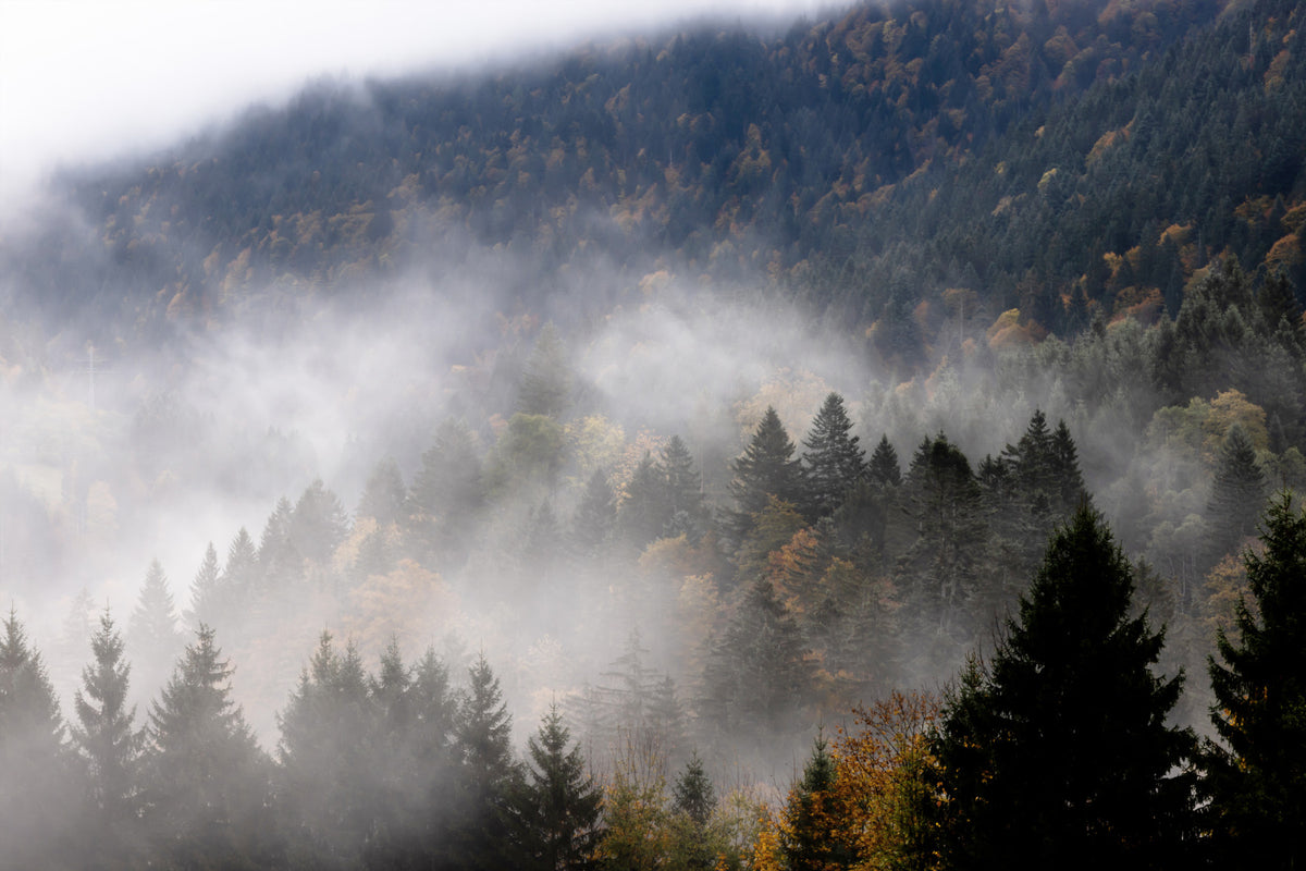 Fotomurale Autumn Haze - 2658139 in your room — zoomed