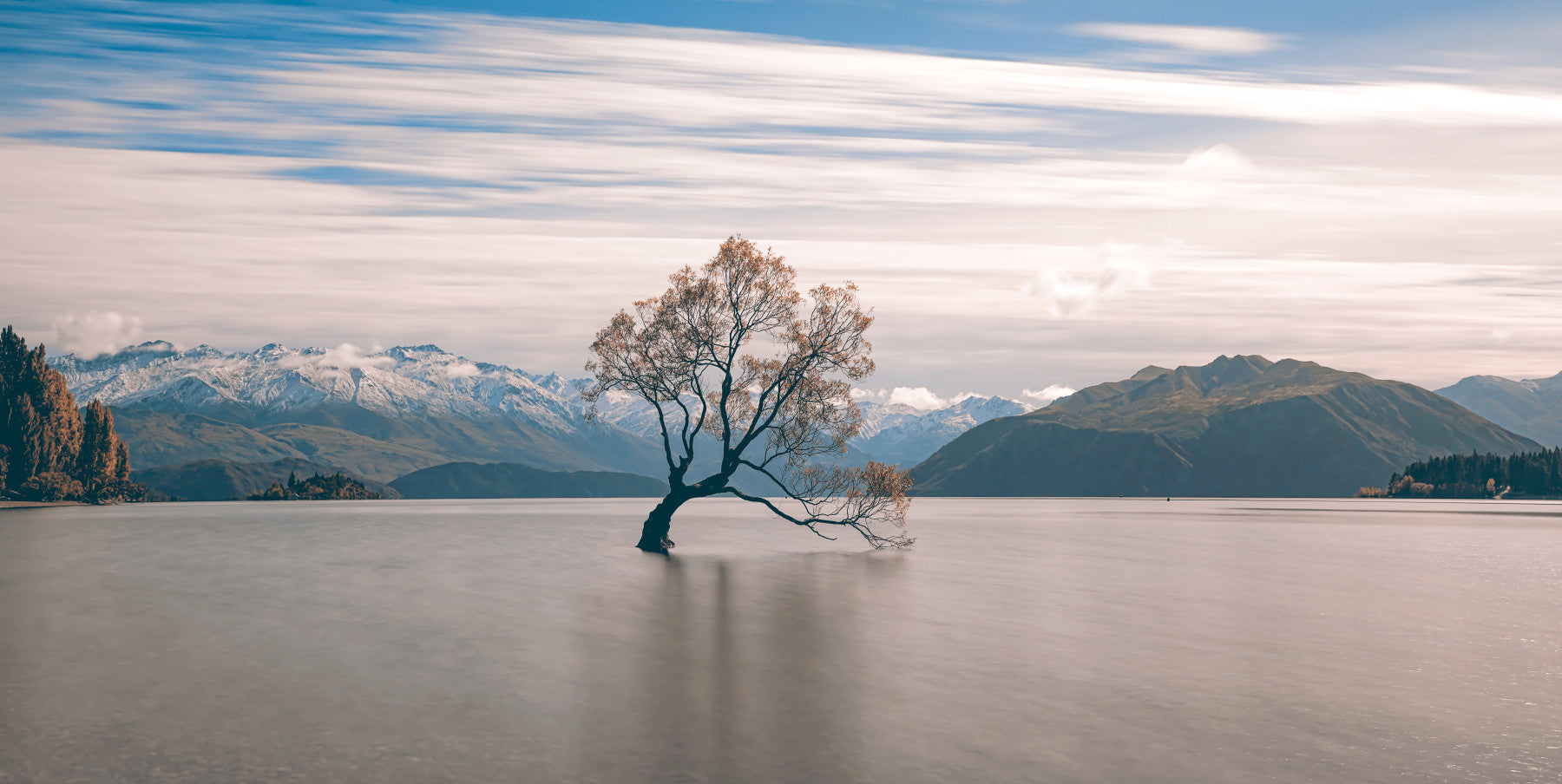 Fresque murale « Sérénité des arbres du lac Wanaka » - 2250028 in your room — zoomed