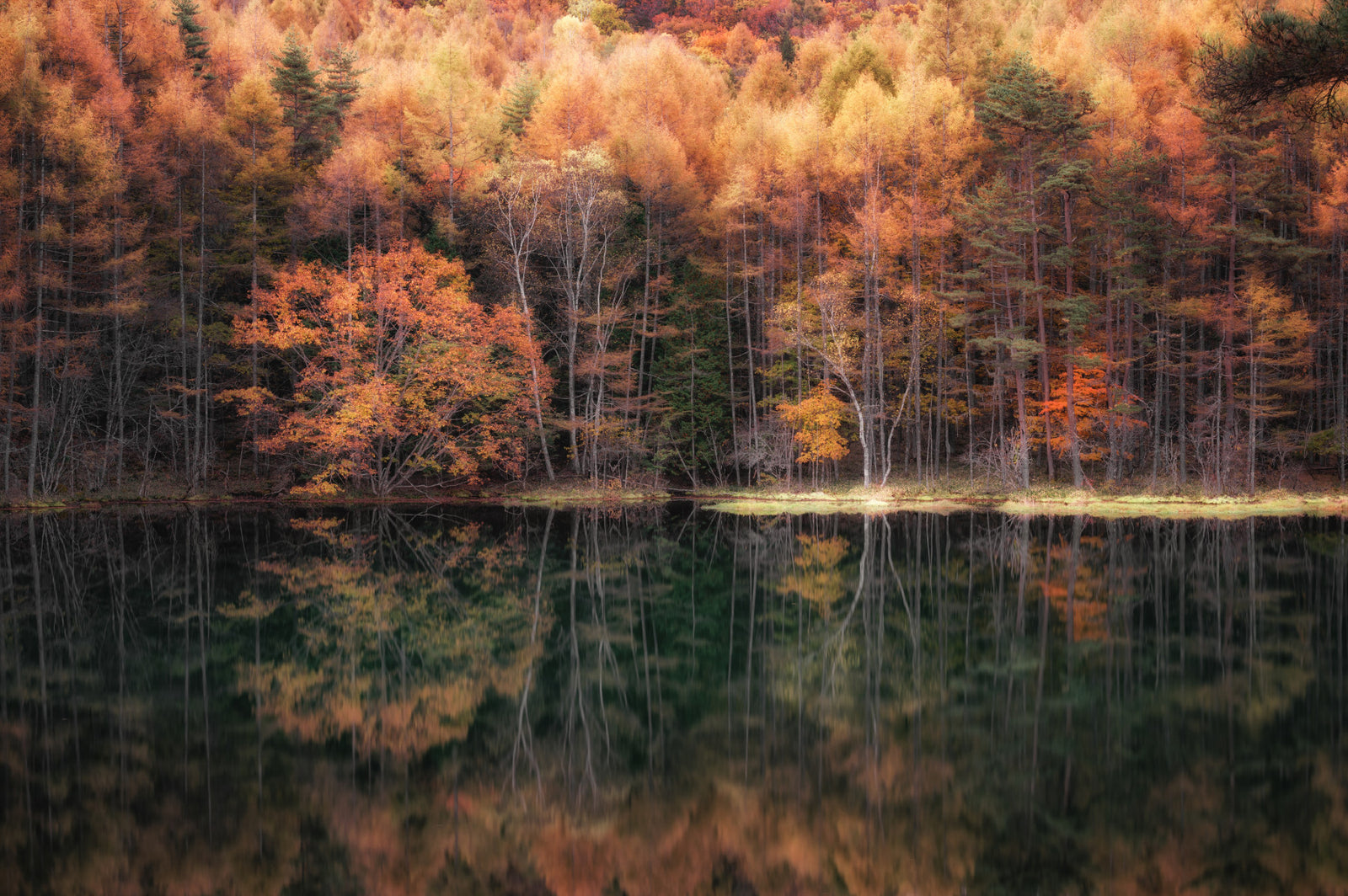 Wald-Spiegel-Wandbild - 2264464