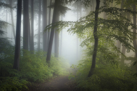 Misty Woods Escape Wall Mural - 2363134