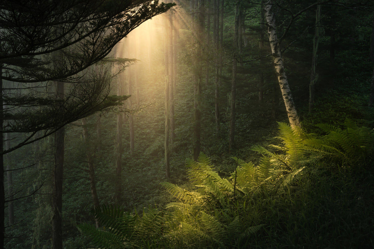 Wandbild „Sonnenbeschienener Wald“ – 2331977 in your room