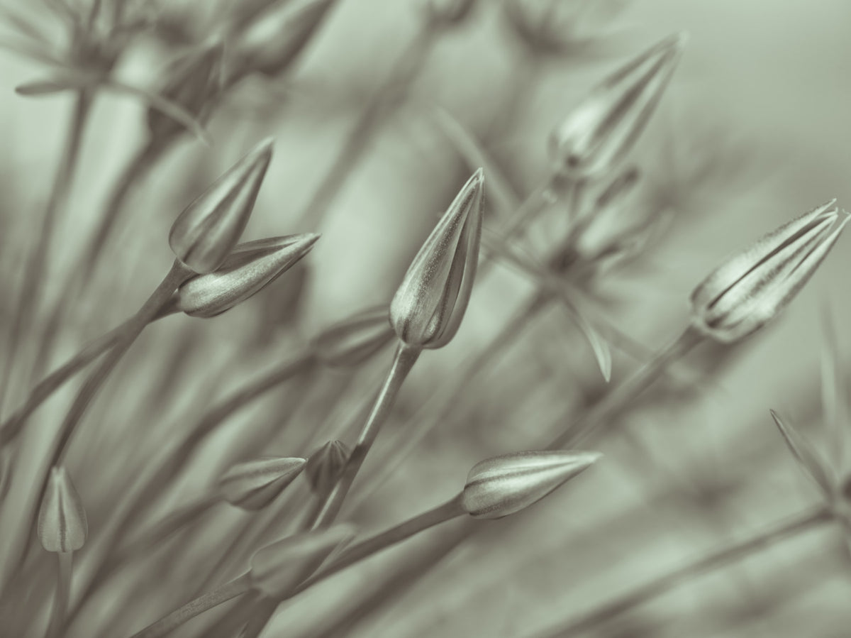 Symphony of Alliums Wall Mural