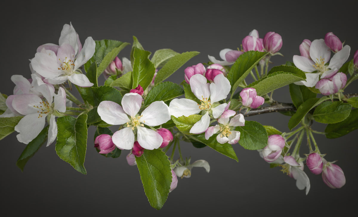 Apple Blossom Charm Wall Mural in your room