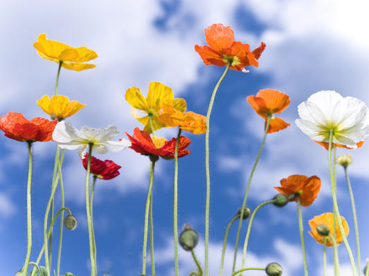 Blue Sky Bouquet Wall Mural