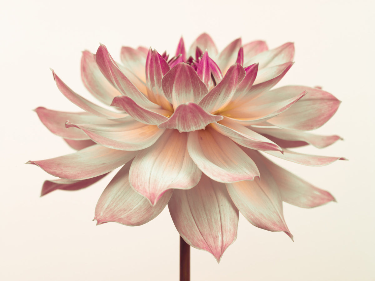 Pink Dahila Wall Mural in your room — zoomed