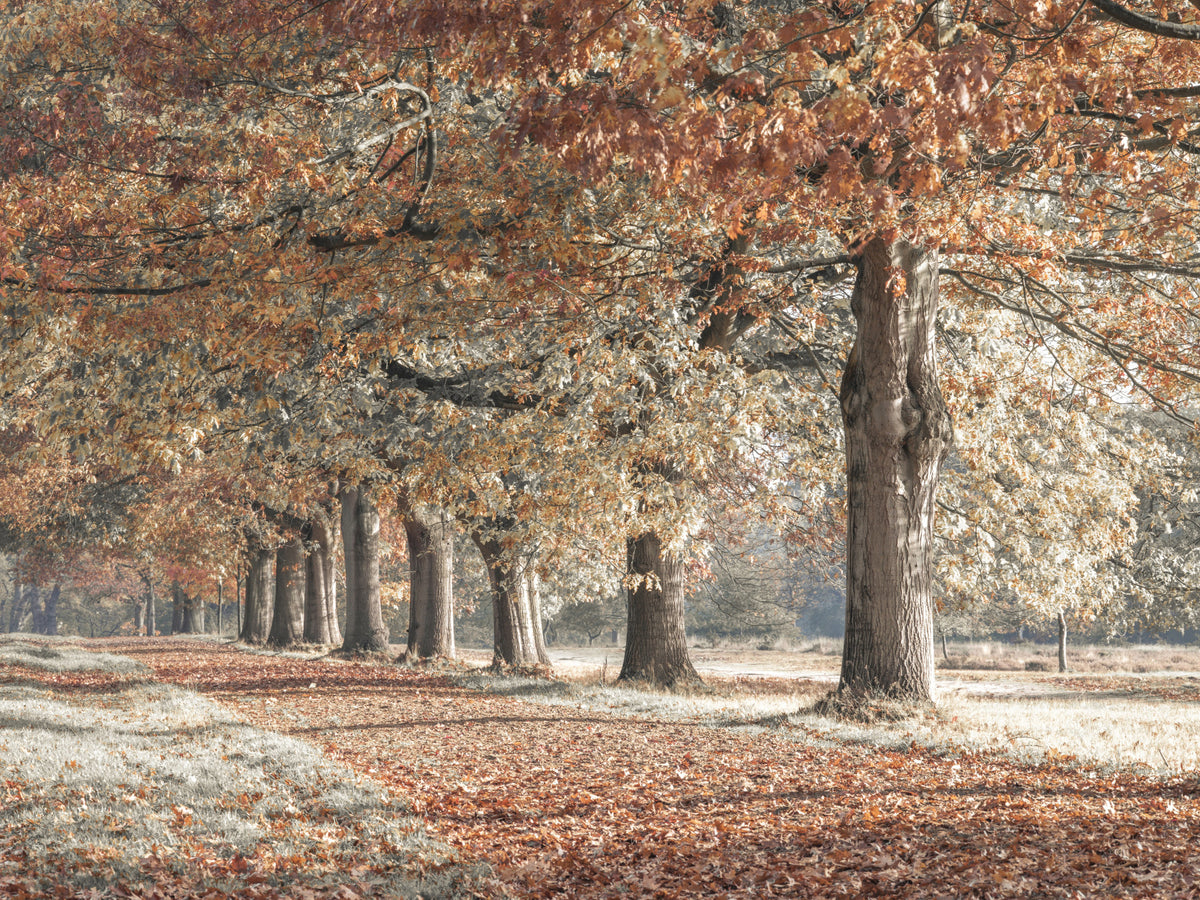 Fall Splendor Wall Mural