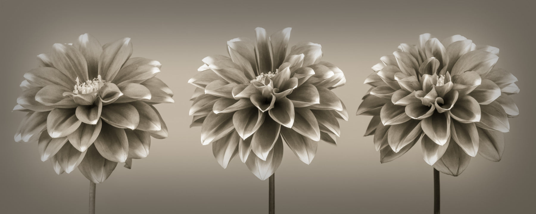 Sepia Dahlia Trio Wall Mural