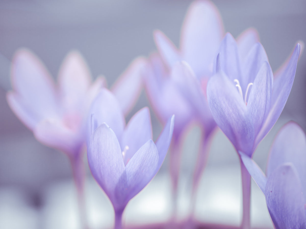 Crocus Wall Mural in your room — zoomed