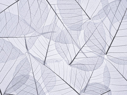 Skeleton Leaves Wall Mural