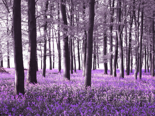 Mysteries of Bluebell Forest Wall Mural
