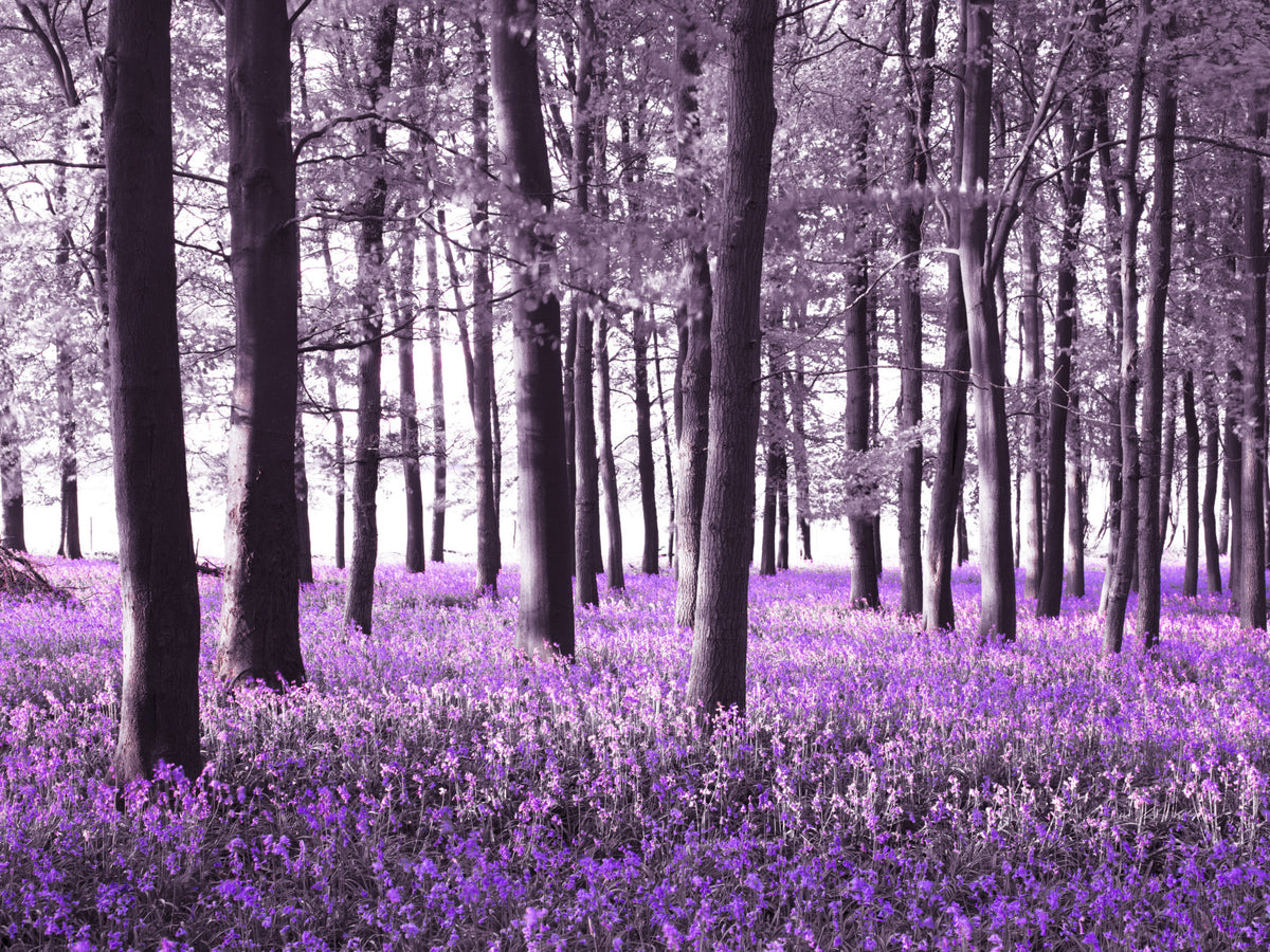 Mysteries of Bluebell Forest Wall Mural in your room — zoomed