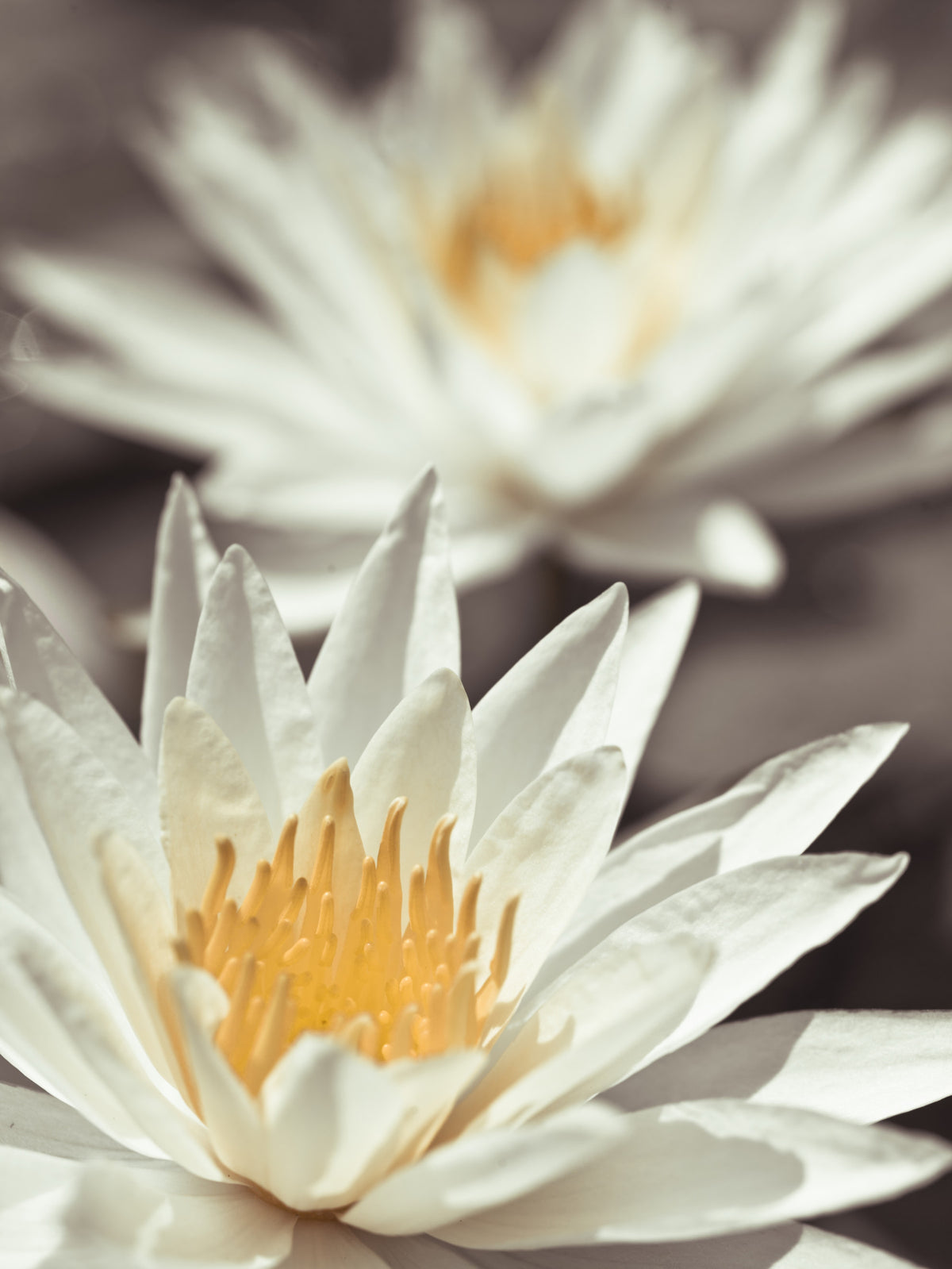 Whispering White Lilies Wall Mural