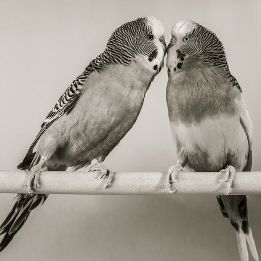 Lovebirds on a Perch Wall Mural
