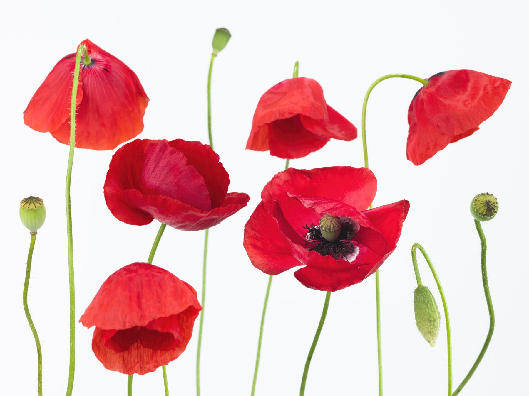 Crimson Poppy Field Wall Mural in your room — zoomed
