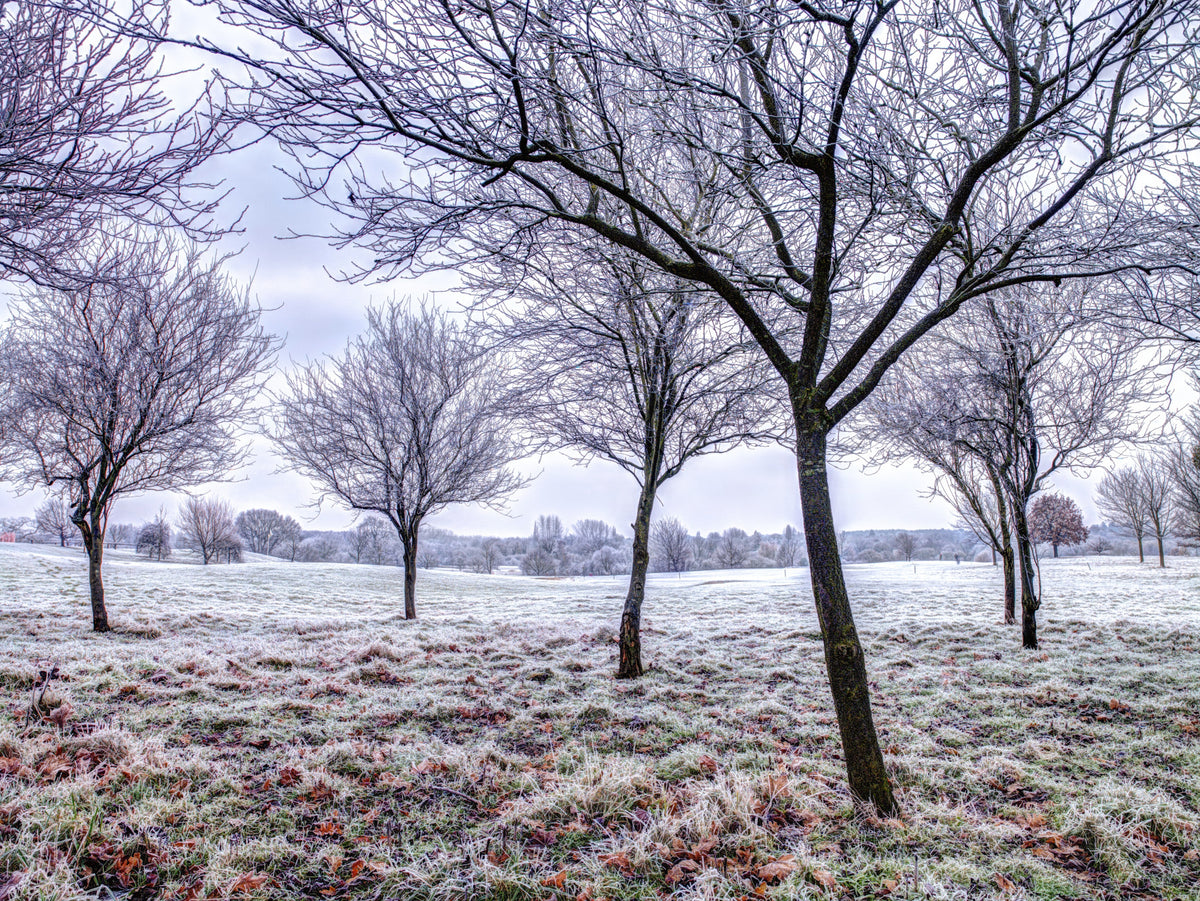 Whispering Winter Fields Wall Mural in your room