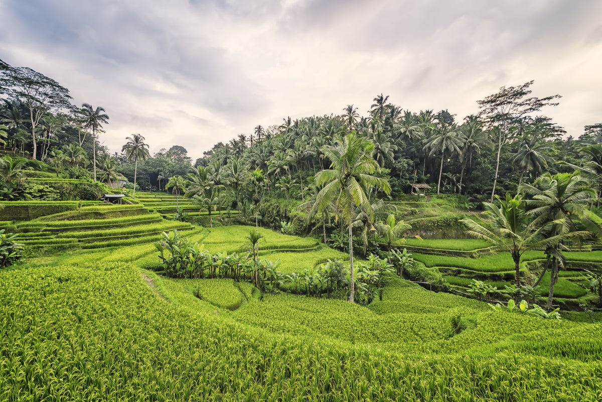 Bali Rice Terraces Wall Mural in your room — zoomed