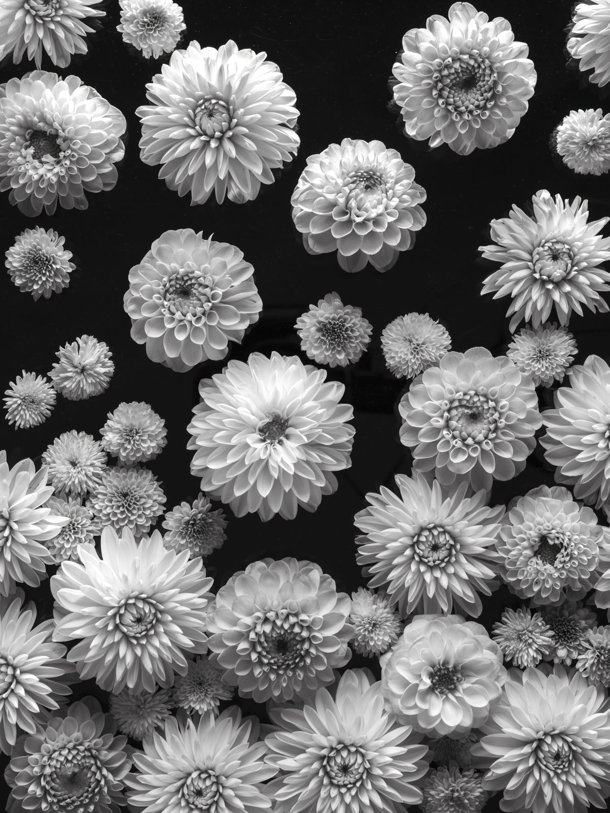 Dahlia Dreamscape Wall Mural in your room — zoomed