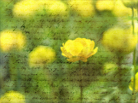 Golden Bloom Script Wall Mural