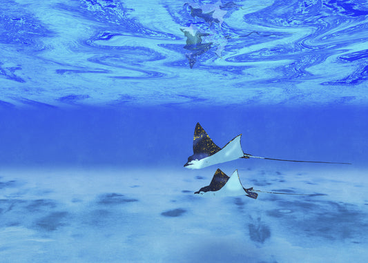 Ethereal Manta Rays Wall Mural