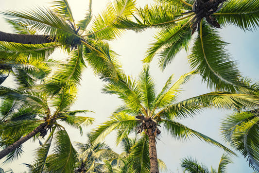 Island Breeze Wall Mural