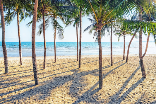Beach Palm Paradise Wall Mural