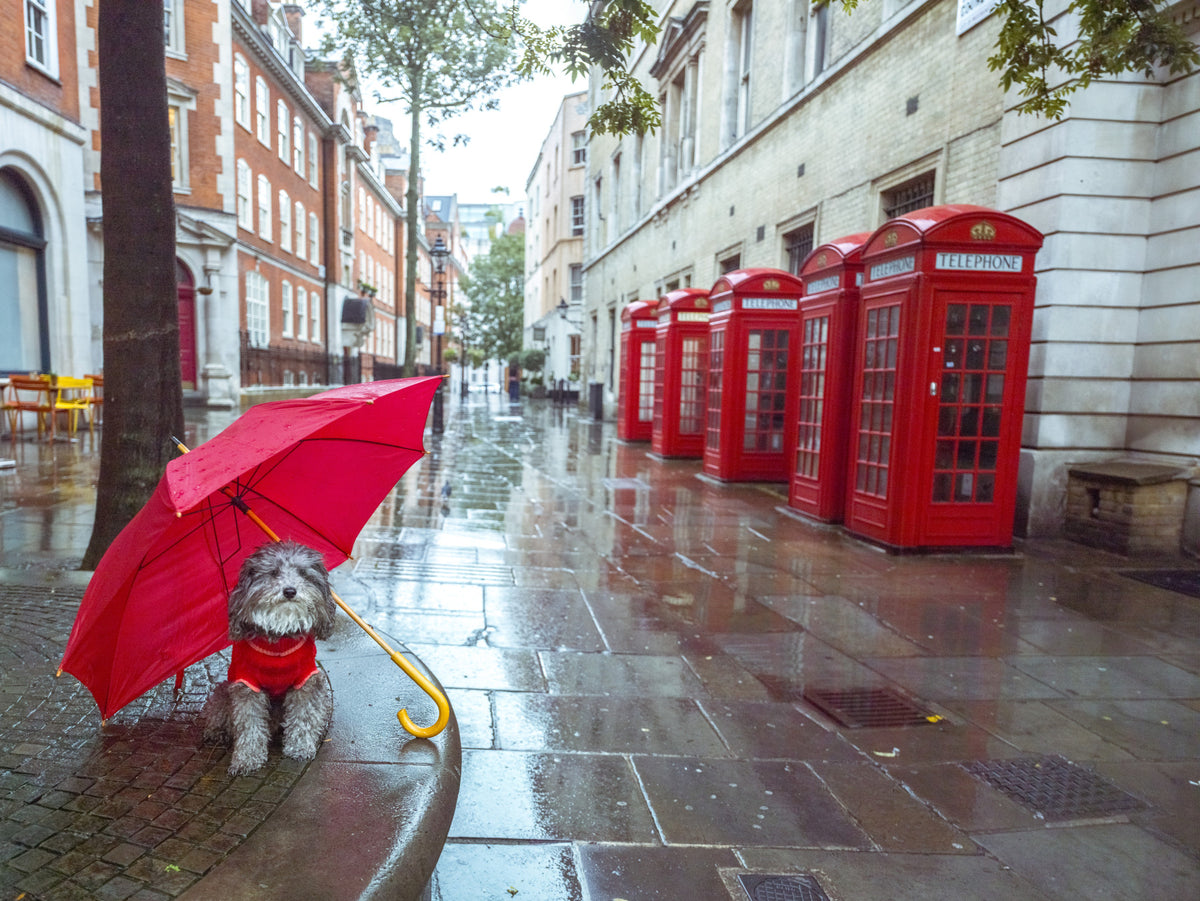 Rainy Day Pup Wall Mural in your room — zoomed