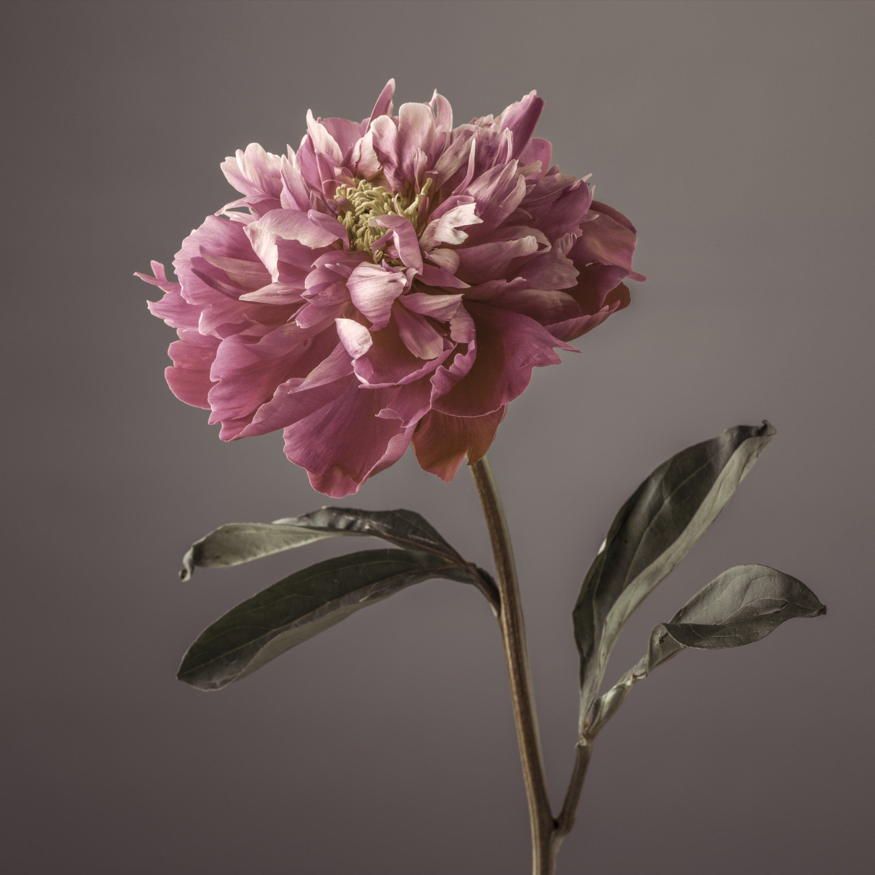 Peony Blush Wall Mural